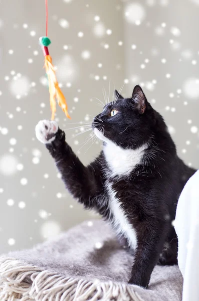 Gato blanco y negro jugando con el juguete de la pluma —  Fotos de Stock