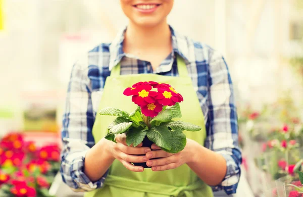 在温室里抱着花的女人的特写 — 图库照片