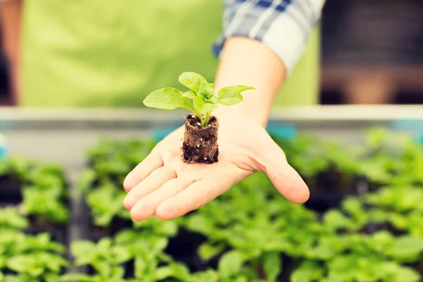 Närbild på kvinnan handen håller plantor gro — Stockfoto