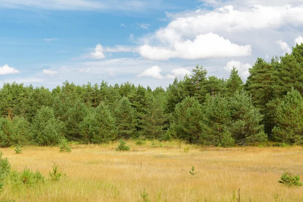 Lato świerkowego lasu i pola Obrazy Stockowe bez tantiem