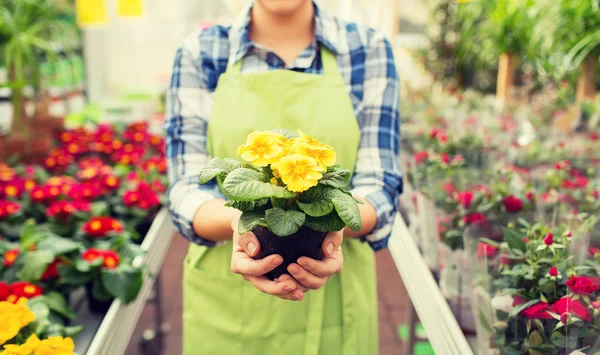 Close up de mulher segurando flores em estufa — Fotografia de Stock