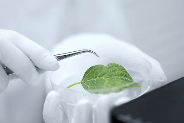 Close up of hand with microscope and green leaf — Stock Photo, Image