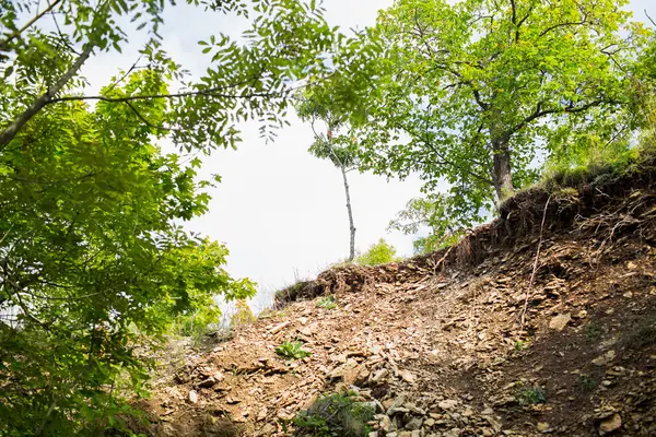 Close up of clif and trees — стоковое фото