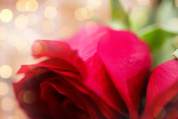 빨간 장미 꽃의 클로즈업 — 스톡 사진