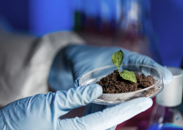 Close up of scientist hands with plant and soil — Stock Photo, Image