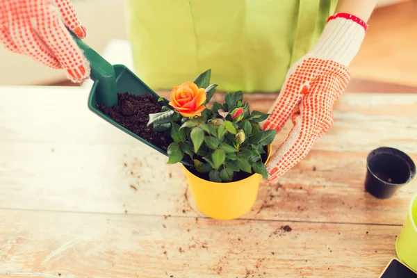 在花盆里种植玫瑰的女人手的特写 — 图库照片