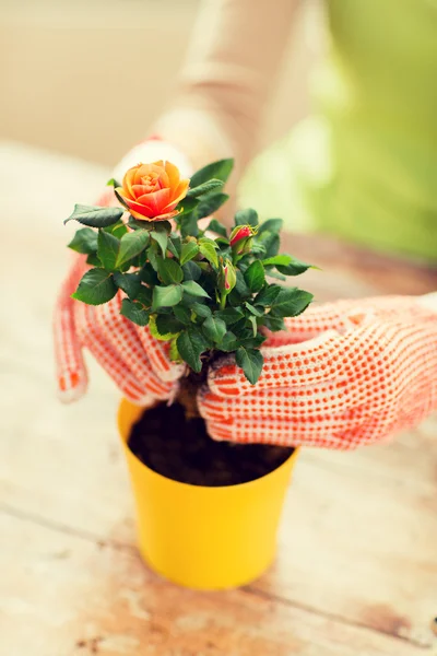 Close up of woman hands planting roses in pot — Stock Photo, Image