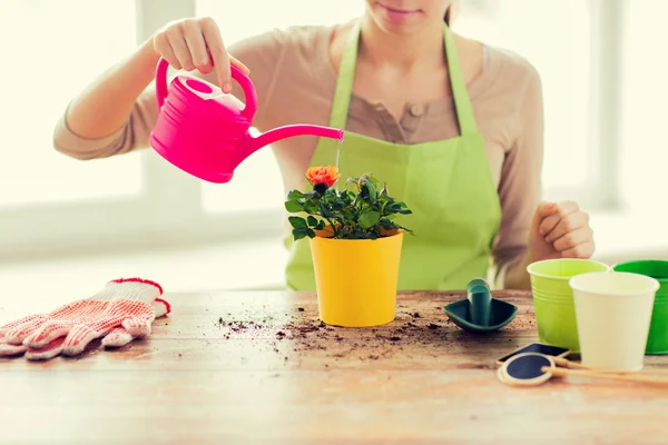 在花盆里种植玫瑰的女人手的特写 — 图库照片