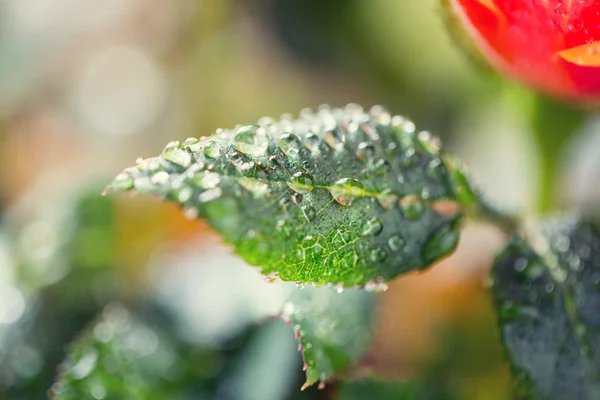 玫瑰花的近景 — 图库照片