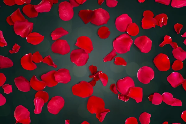 Close up of red rose petals over lights background — Stockfoto