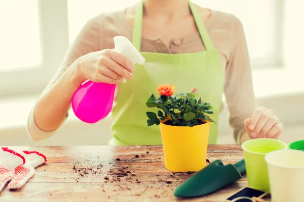 Close up of woman hands spraying roses in pot — Stock Photo, Image