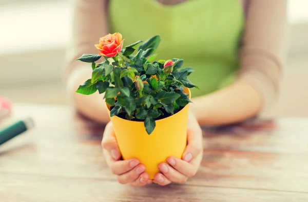 Close up of woman hands holding roses bush in pot — Stock Photo, Image