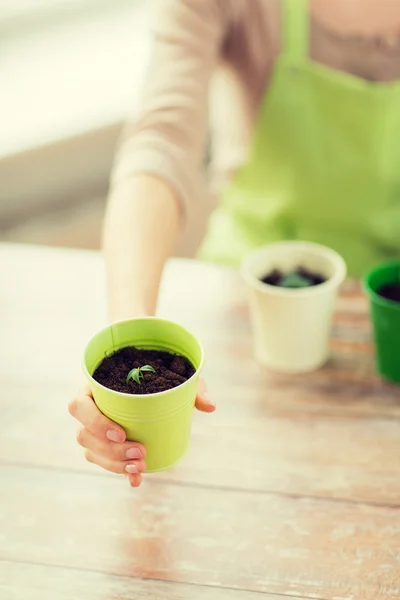 Close up of woman hand holding pot with sprout — Stock Photo, Image