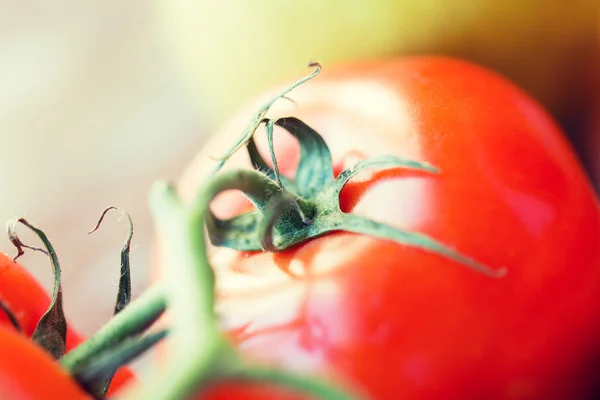 Close up de tomates vermelhos suculentos maduros — Fotografia de Stock