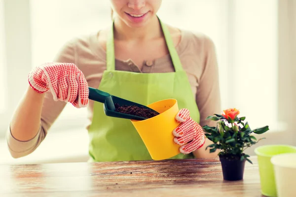 Close up of woman hands planting roses in pot — Stock Photo, Image