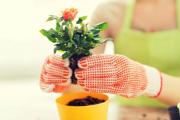 Primer plano de las manos de la mujer plantando rosas en maceta —  Fotos de Stock