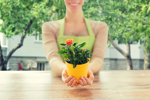 Close up de mãos de mulher segurando rosas arbusto no pote — Fotografia de Stock