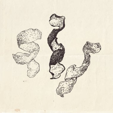 Kurutulmuş limon kabuğu, farklı narenciye kabuklarının el çizimi, sıcak şarap malzemeleri.