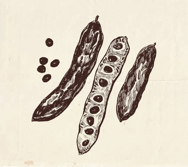 带有种子 老式植物学和烹饪绘图的Carob豆荚手绘图解 — 图库矢量图片