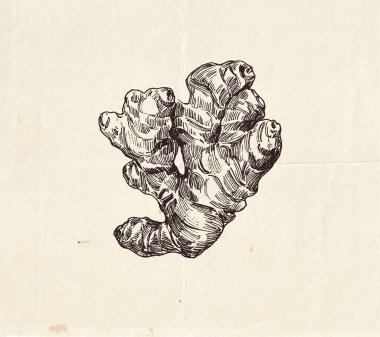 Zencefil kökü çizimi, yaygın baharat, grafik illüstrasyon