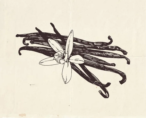 Vanilkové Lusky Vanilkovým Květem Vinobraní Grafické Ilustrace — Stockový vektor