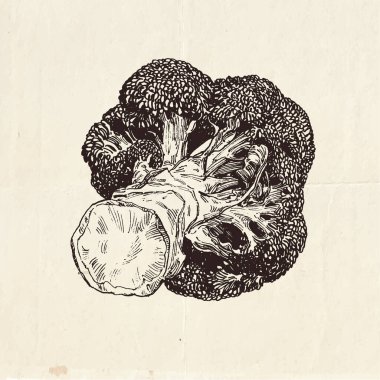 Taze brokoli lahanası, izole edilmiş sebze çizimi, gıda çizimi, tarım pazarı ürünü.