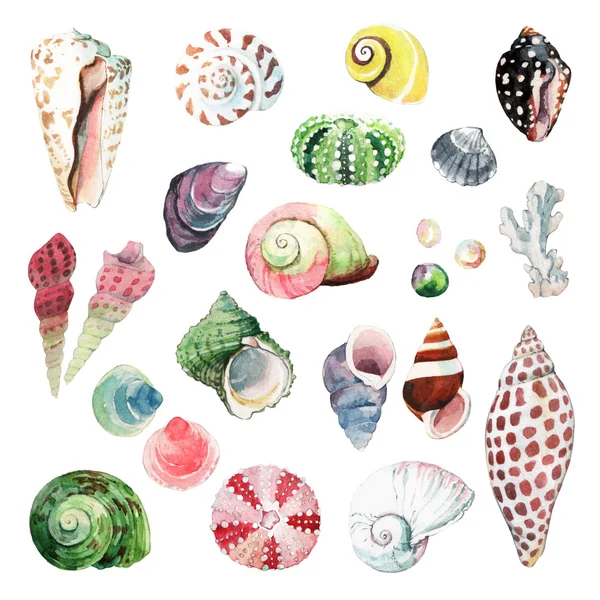 Acquerello Seashells — Foto Stock