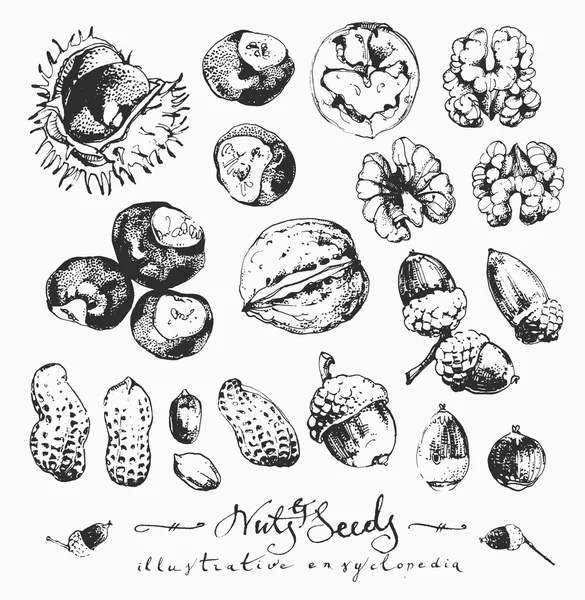 Орехи и семена — стоковый вектор