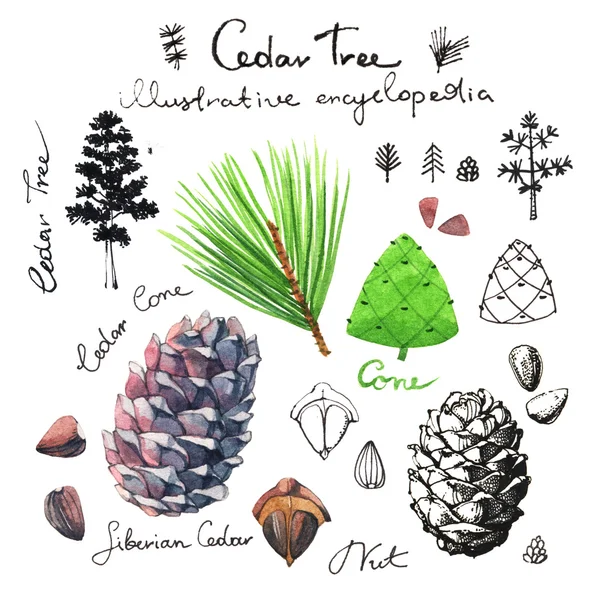 Cedar tree illustrative clip art Stock Image