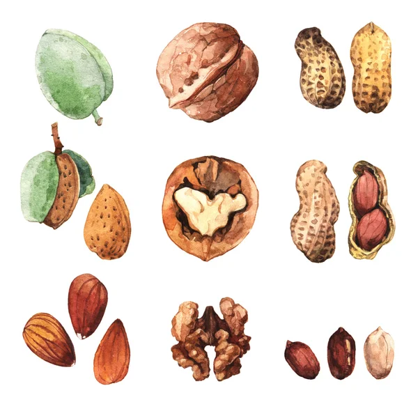 Иллюстрации кулинарных орехов — стоковое фото