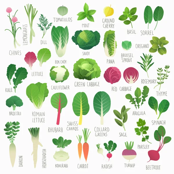 Volumen de alimentos.1: Verduras y hierbas — Vector de stock