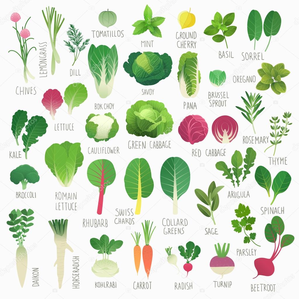 Food Vol.1: Vegetables and Herbs