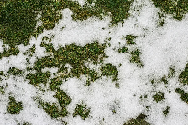 Gras en sneeuw in de lente — Stockfoto