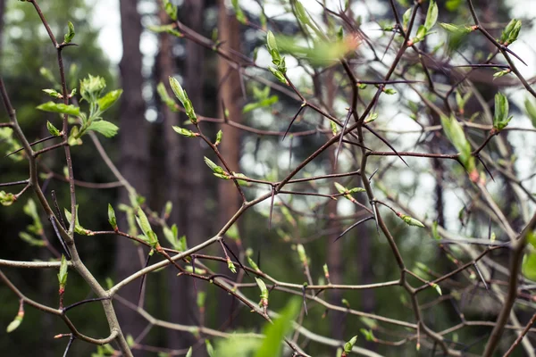 Crataegus branch with thorns and leaves blooming — Stock Photo, Image