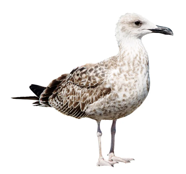 Серая чайка на белом фоне — стоковое фото