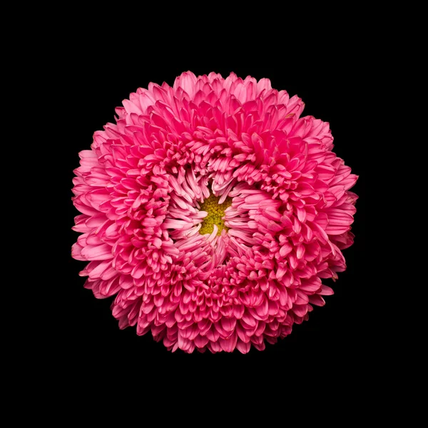 Aster flower head isolated on black — Stock Photo, Image