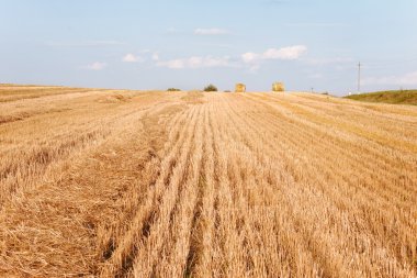 Sarı alan ve mavi gökyüzü