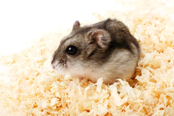 Djungarian hamster in sawdust — Stock Photo, Image