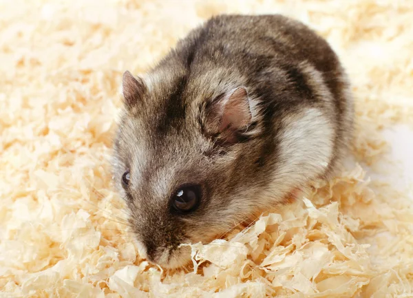 Djungarian hamster in sawdust — Stock Photo, Image
