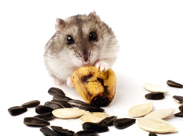 Hamster houden een oude banaan Stockfoto