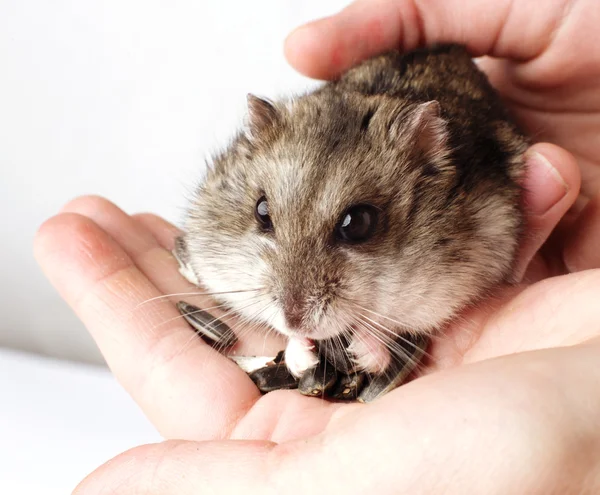 Djungarian hamster in the hands — Stock Photo, Image