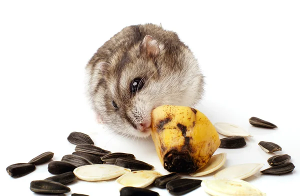 Hamster holding a old banana. — Stock Photo, Image