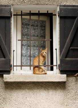 pencerenin önünde oturan kırmızı kedi