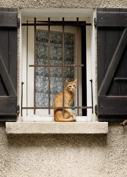 Červená kočka sedí u okna — Stock fotografie