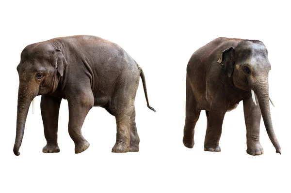 Two elephants isolated with clipping path — Stock Photo, Image