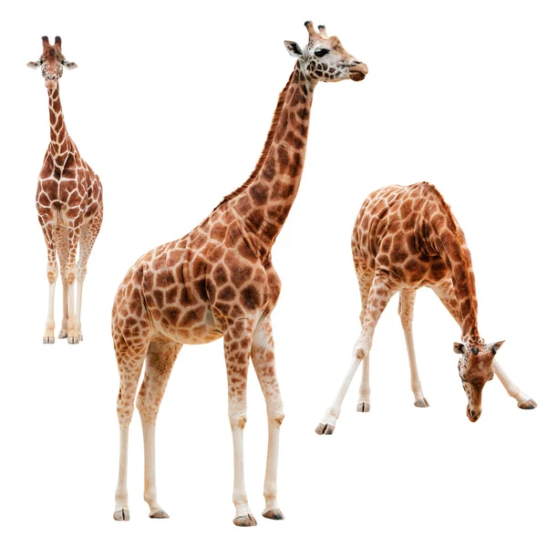 Trzy żyrafy w różnych pozycjach na białym tle ze ścieżką przycinającą Obrazek Stockowy