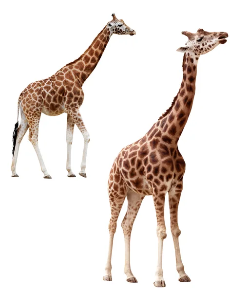 Due giraffe in posizioni diverse isolate con percorso di ritaglio — Foto Stock