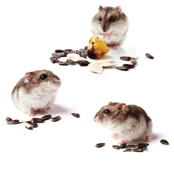 Set of hamsters with grain on white background — Stock Photo, Image