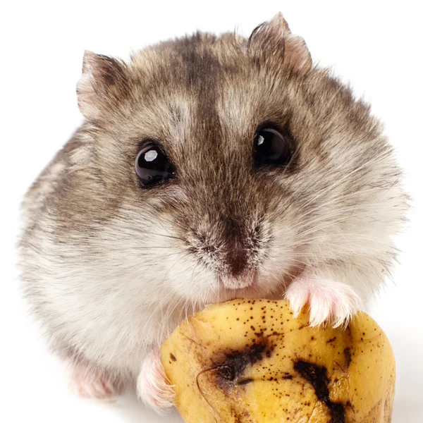 Hamster holding a old banana. — Stock Photo, Image