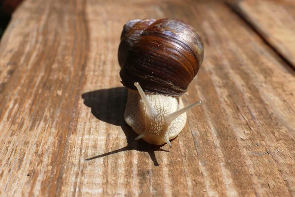 Gros plan de l'escargot sur le bureau en bois — Photo